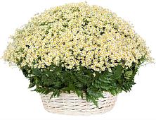 Цветочная композиция из Ромашки в корзине #REPLACE_PRED# Ишеевке
